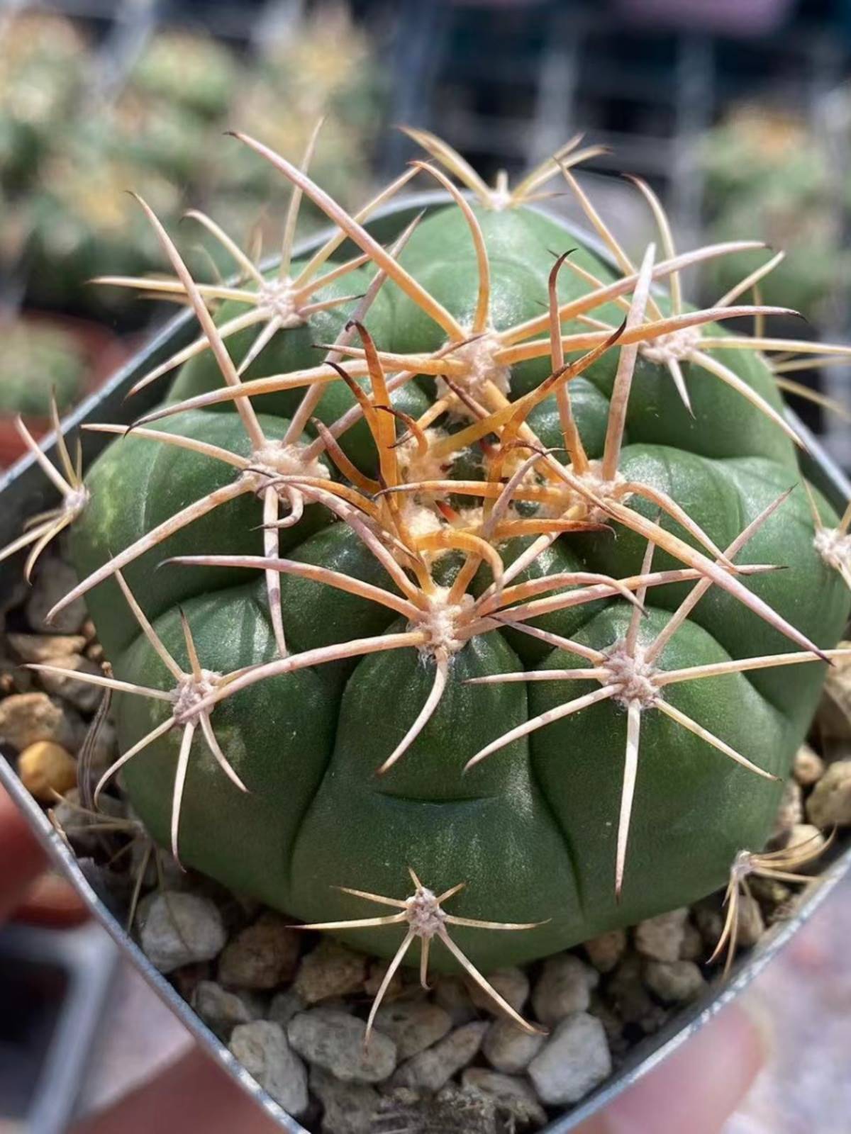 良宽仙人球实生裸萼球属仙人掌科开花强刺硬刺稀有品种桌面防辐射