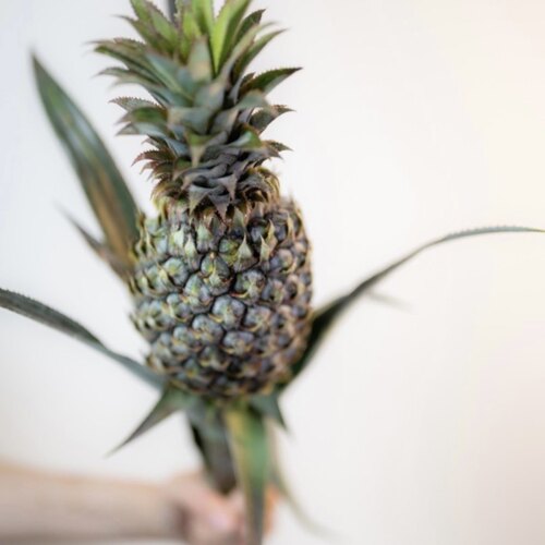 山野风 黑凤梨 菠萝鲜切枝室内水培鲜花