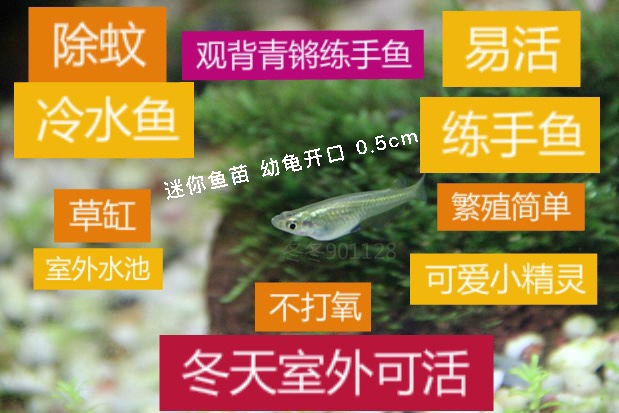 原生青鳉鱼卵观背青鳉锦鳉不打氧小型鱼群游冷水鱼除油膜 观背小可爱 淘优券