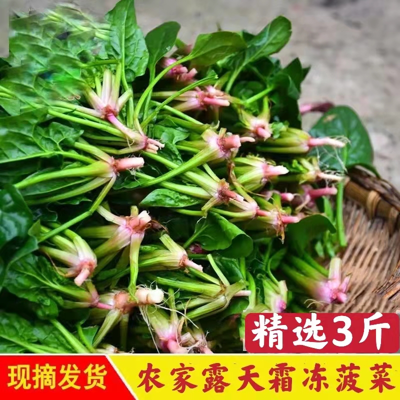 新鲜菠菜红根红头青菜蔬菜