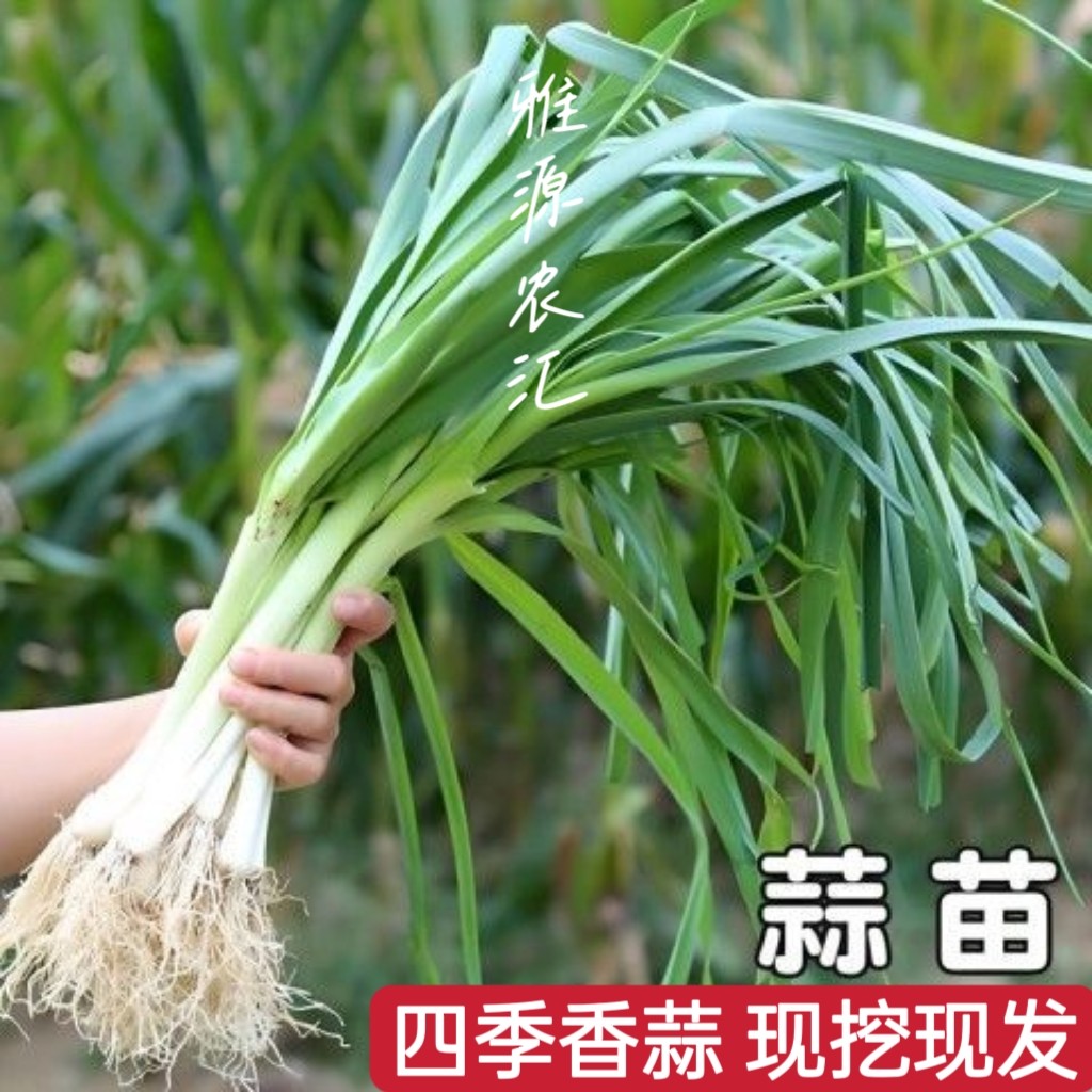 四季大蒜苗白皮蒜青蒜新鲜现挖蒜叶菜类
