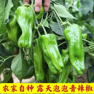 湖北新鲜泡椒农家青椒自种米椒虎皮薄皮椒长辣椒当季蔬菜青辣菜椒