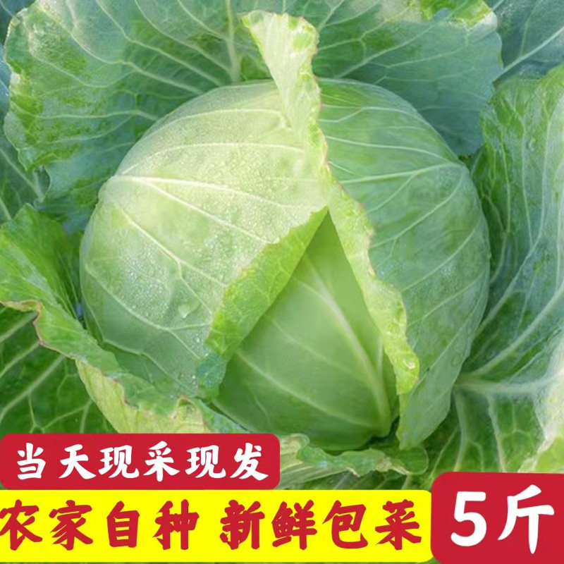 新鲜包菜湖北农家露天蔬菜卷心菜扁甘蓝包菜圆球白当季青菜酸辣泡