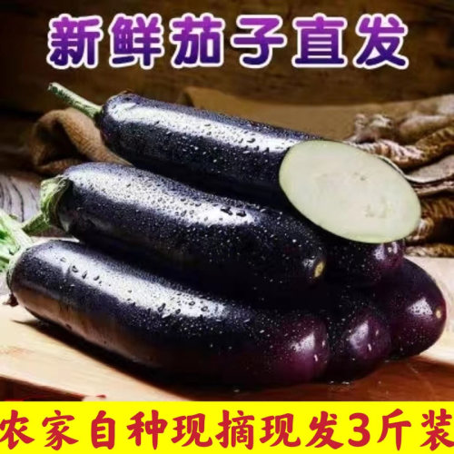 新鲜长茄子时令紫茄子农家自种长线大茄子黑嫩现摘非圆茄蔬菜包邮