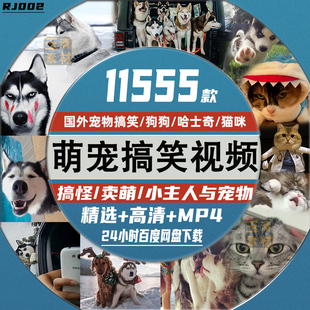 国外宠物猫咪狗狗动物搞笑搞怪可爱卖萌短视频萌宠剪辑起号素材