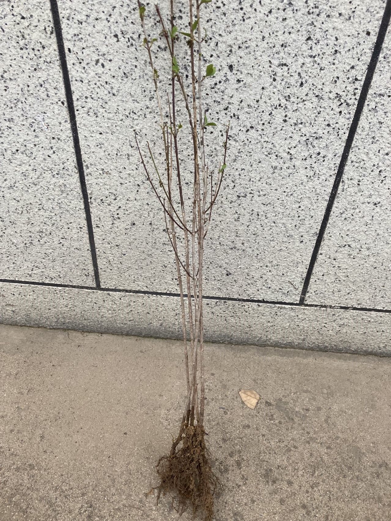 山茱萸苗山萸肉树苗 枣皮树萸肉苗茱萸苗中药材种植包邮