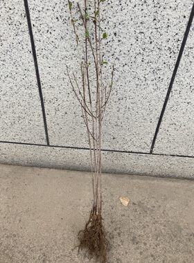山茱萸苗山萸肉树苗 枣皮树萸肉苗茱萸苗中药材种植包邮
