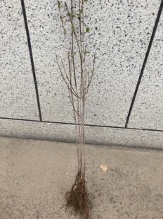 山茱萸苗山萸肉树苗 枣皮树萸肉苗茱萸苗中药材种植包邮