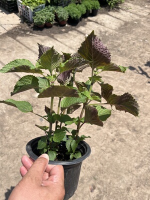 紫苏盆栽成品大苗阳台庭院花境植物耐旱耐寒耐贫瘠原盆原土发货