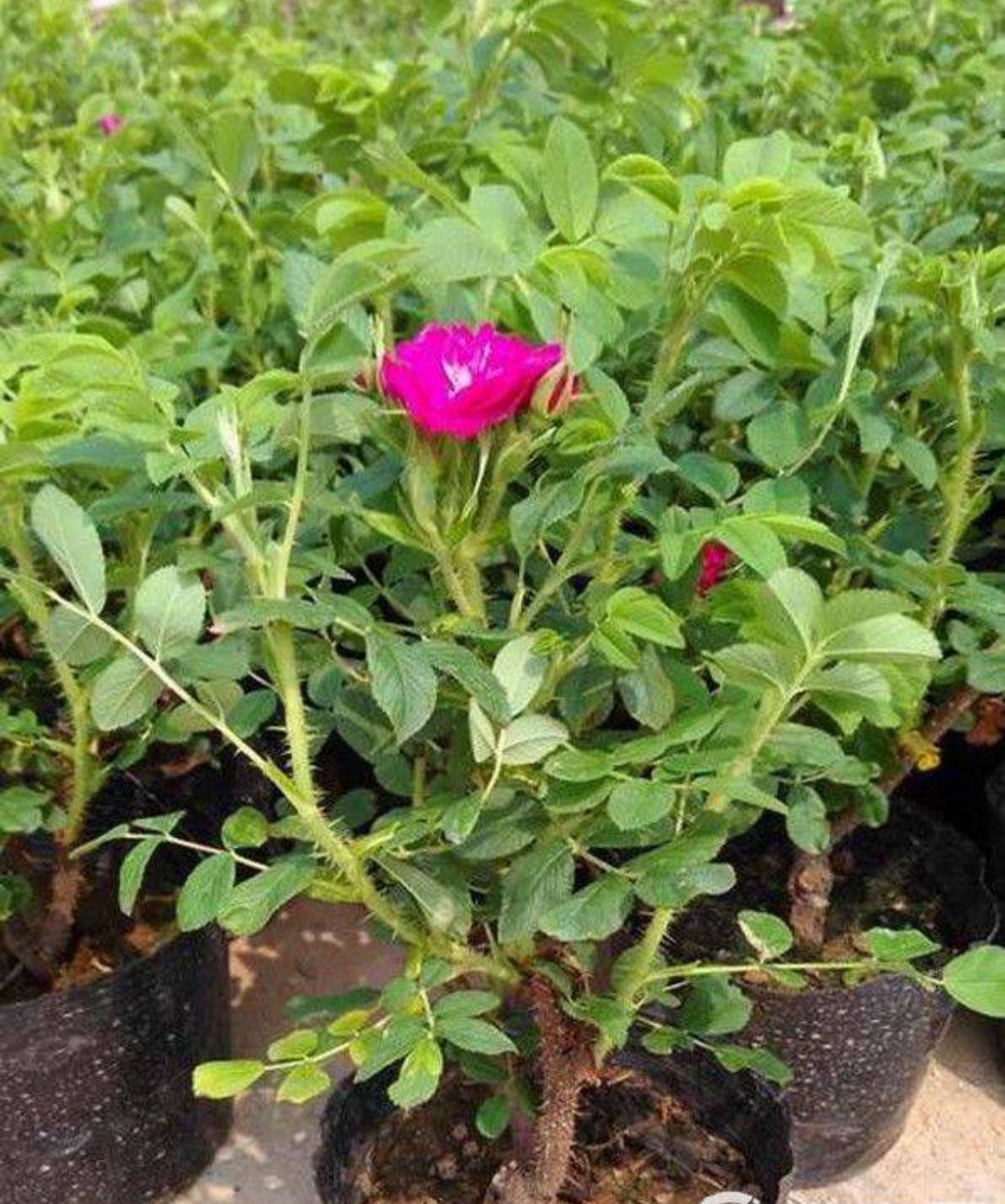 平阴玫瑰嫁接玫瑰苗中药材玫瑰花苗玫瑰花食用玫瑰花苗带土球发货