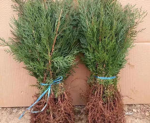 中药材侧柏苗扁柏洗发乌发侧柏苗 长寿树香柏树 柏枝树