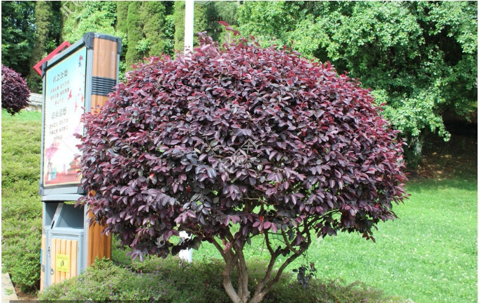 红花继木球庭院绿化苗木四季红盆栽花卉绿篱色块工程苗大叶黄杨苗