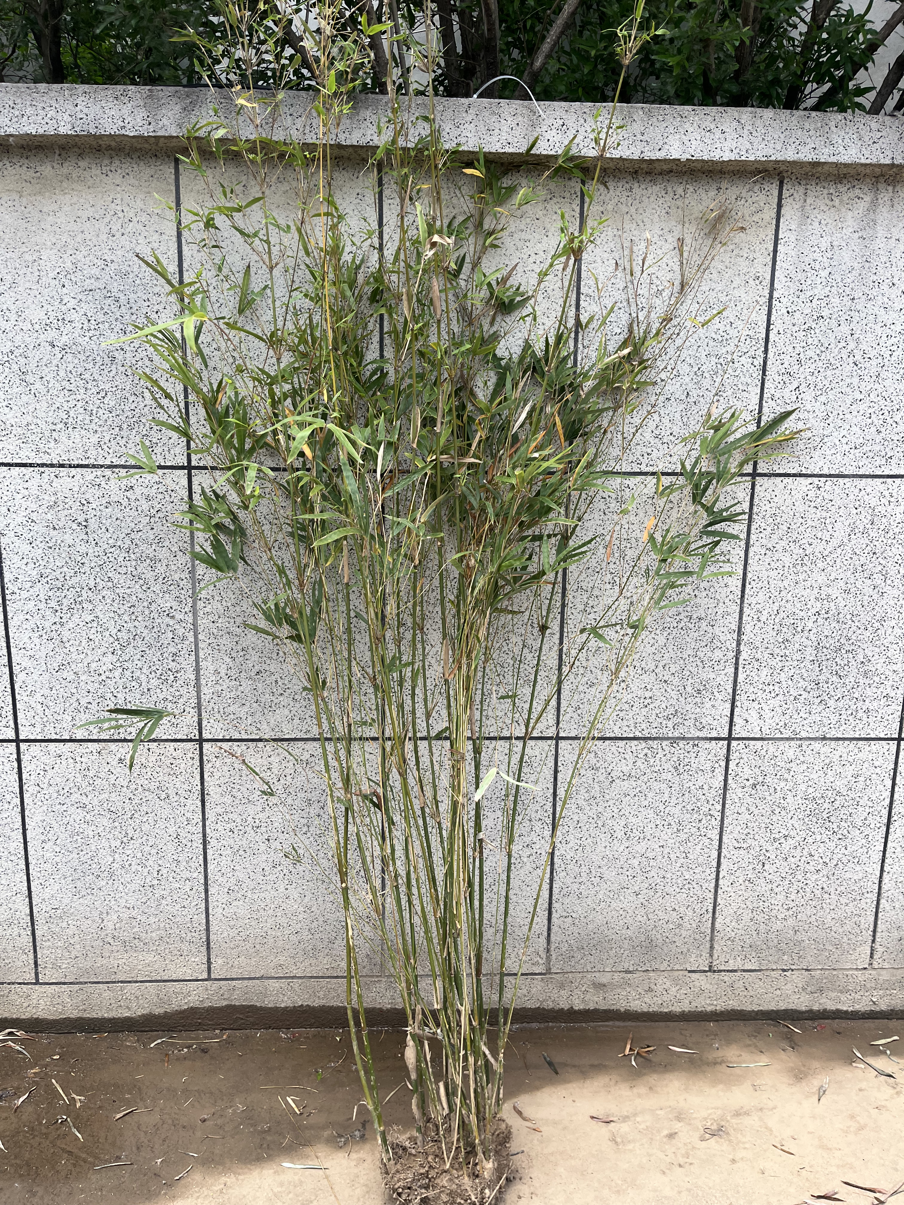 庭院风景竹子苗观赏竹户外丛生竹慈孝竹孝顺竹土球发货18-20根