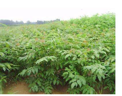 绿化苗木黄山栾南栾北栾树苗栾树小苗庭院行道苗木