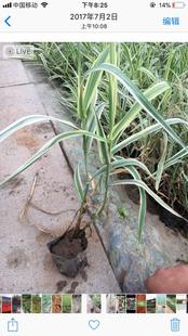 庭院绿化花园水生植物花叶芦竹苗水池美化花叶芦竹竹池塘净化水质