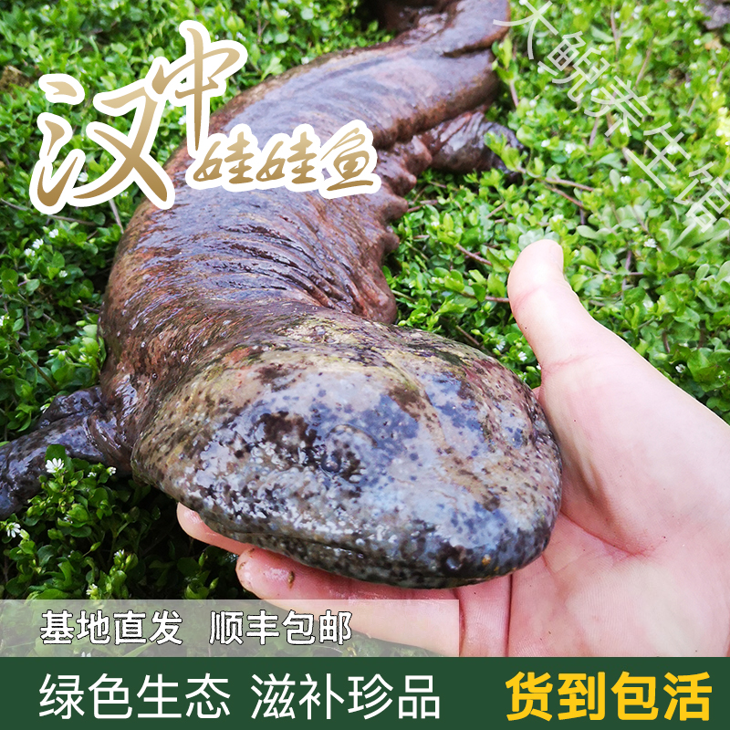 鲜活娃娃鱼 包活到家 养殖场直发 水产海鲜滋补送礼活鱼,水产肉类/新鲜蔬果/熟食,特许养殖水产,淘宝优惠券,粉丝福利购,淘宝优惠卷