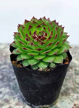 观音莲多肉植物懒人新手好养花卉