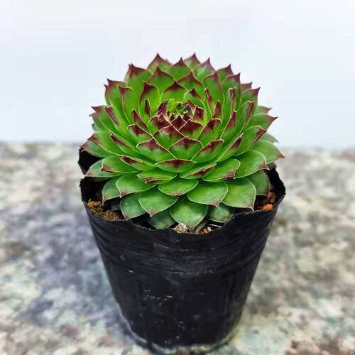 观音莲多肉植物懒人新手好养花卉