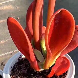 火狐狸多肉植物大棵盆栽阳台窗台办公室露天耐旱新手好养护肉肉
