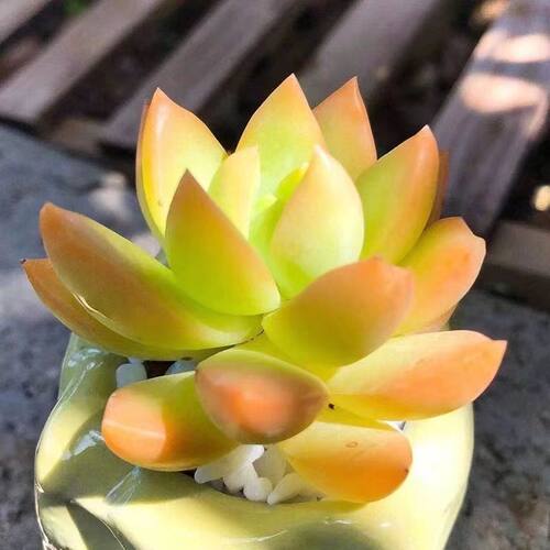 黄丽多肉植物懒人新手可爱好养