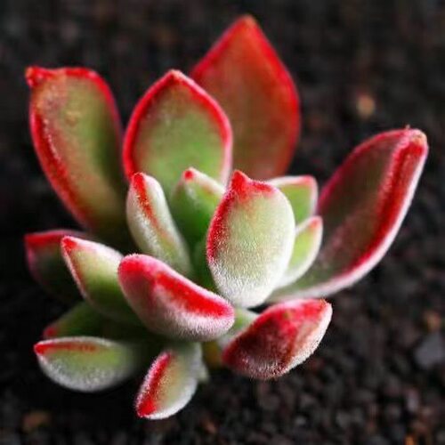 锦晃星多肉植物懒人新手好养