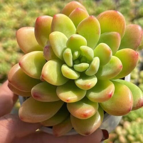 香格里拉多肉植物耐旱美观趣味