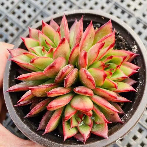吉赛尔多肉植物美观提神耐旱好养