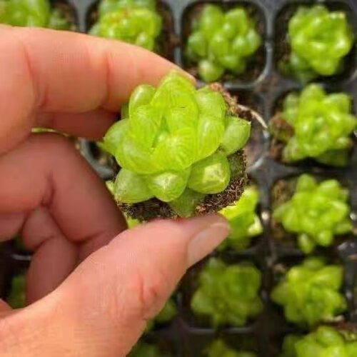 水晶玉露多肉植物迷你可爱好养