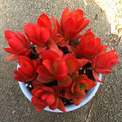 盆栽新手露养火祭多肉植物