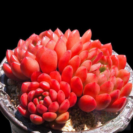 红宝石多肉植物盆栽红色高档群生阳台小型花卉新手好养易爆盆肉肉