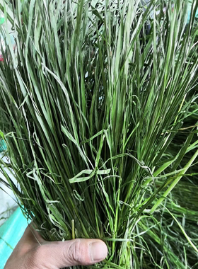 包邮22年新草头茬烘干提摩西草