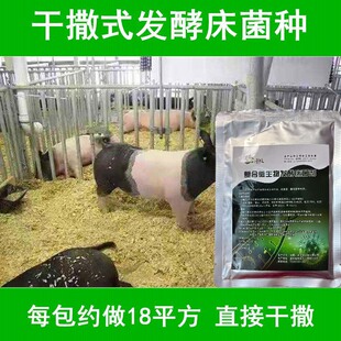 干撒式阳台养殖发酵床菌种芦丁鸡猪牛粪便除臭专用复合菌粉