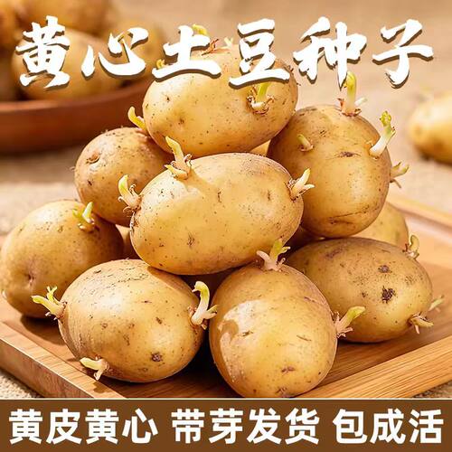 甘肃定西黄心发芽土豆种子5斤新鲜黄皮马铃薯洋芋种子9斤土豆种子