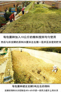 青储饲料发酵剂秸秆发酵剂黄贮玉米牧草发效粉喂养牛羊专用菌