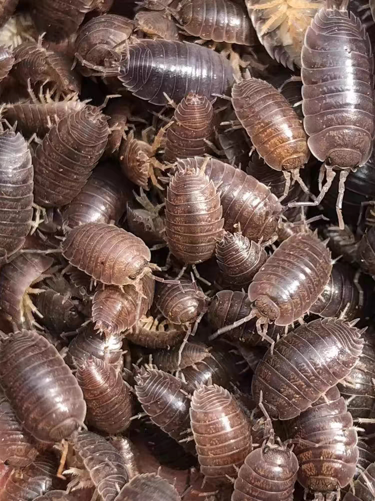 鼠妇中药50g中药材鼠妇虫别名潮虫子团子虫地虱婆地虱子西瓜虫