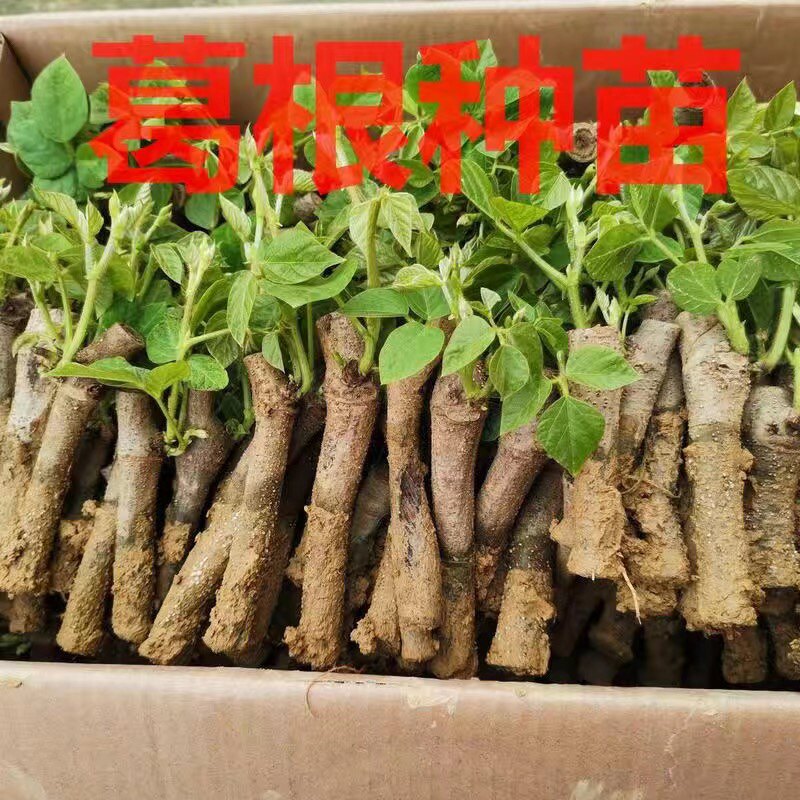 广西正宗和平葛根苗发芽无渣粉葛苗包邮高产药用爬藤绿化植物