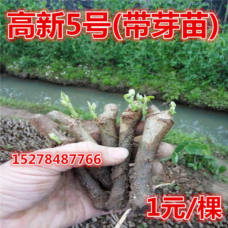 高产无渣高新5号(带芽葛根苗)提供技术指导1元/棵50棵包邮到家