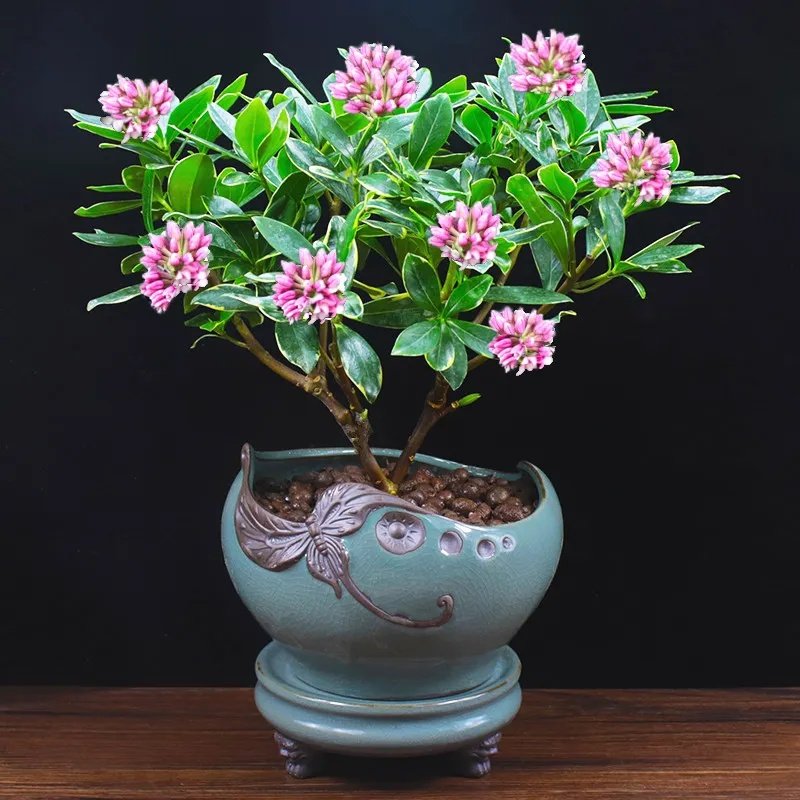 金边瑞香盆栽浓香型带花苞室内老桩客厅观花植物耐寒花卉四季开花
