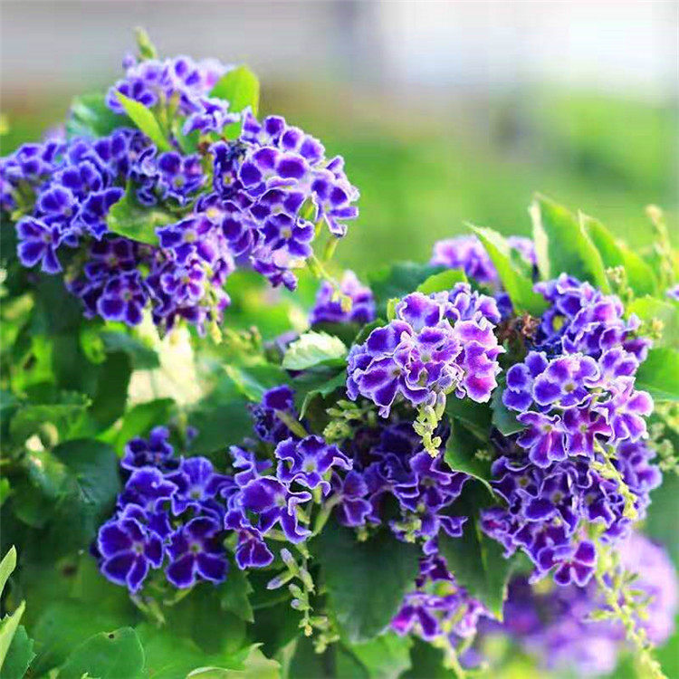 绿植盆栽花苗香水连翘花盆栽蕾丝紫金露巧克力味庭院绿植夏秋开花