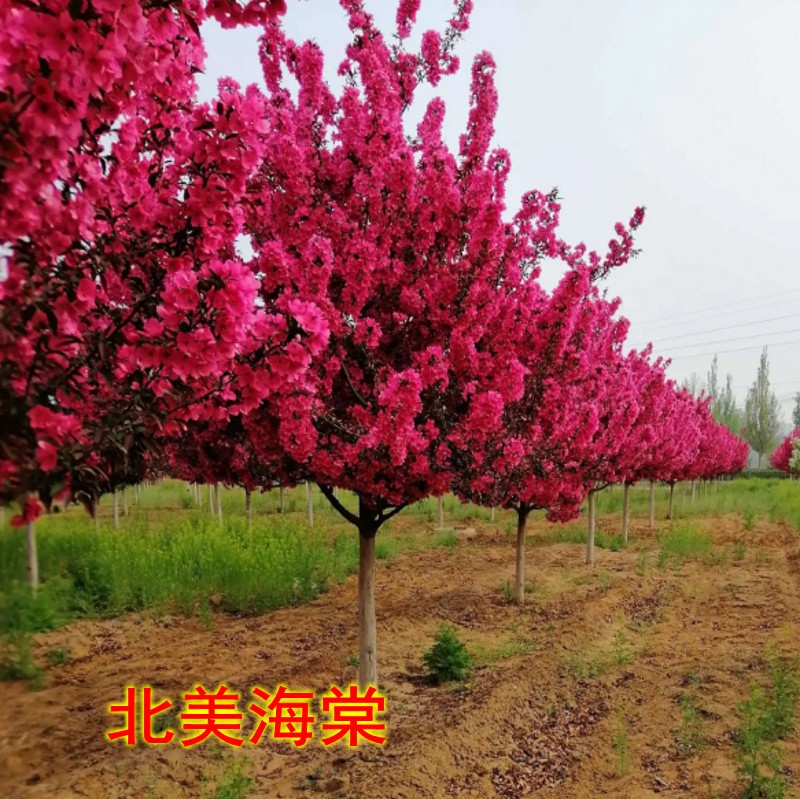 西府海棠树苗垂丝北美庭院植物