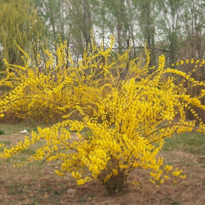 金腰带连翘花盆景绿植盆栽庭院花园观花迎春花植物黄老虎金钟花苗