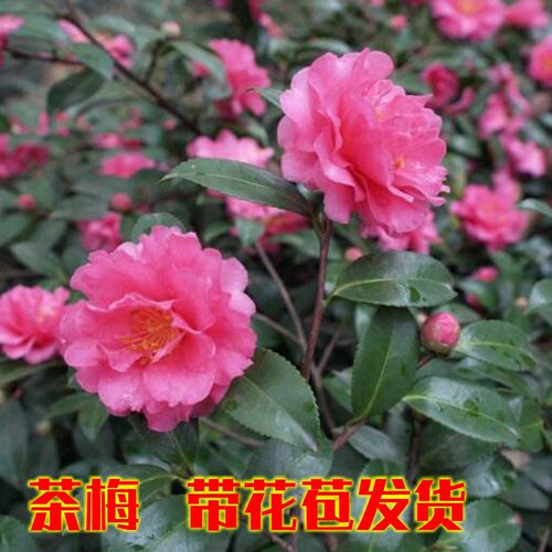 茶花盆景庭院阳台植物树苗