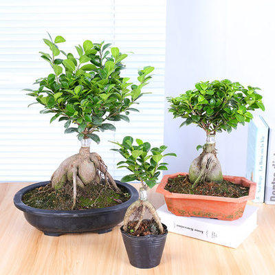 阳台盆栽S型榕树盆景 室内客厅植物小叶榕树盆栽 人参榕树造型盆