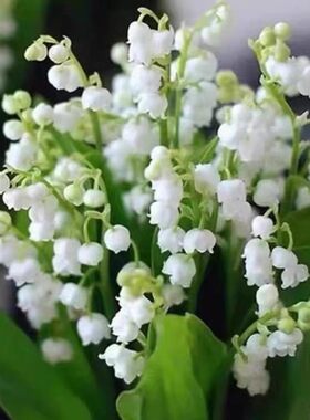 铃兰花苗盆栽带芽浓香型
