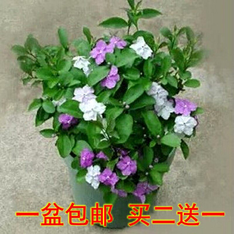 鸳鸯双色茉莉重瓣白茉莉虎头茉莉夜来香花苗四季盆栽花卉开花浓香
