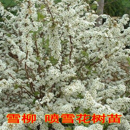 雪柳植物喷雪花苗盆栽灌木花卉