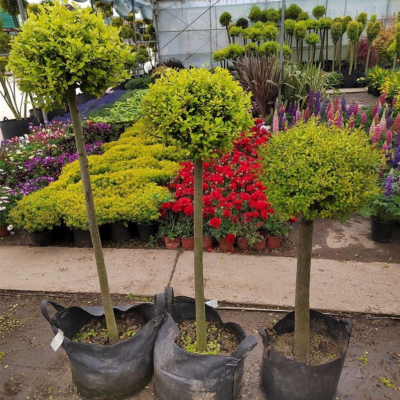 花镜植物川滇蜡树亮金女贞蓝冰柏棒棒糖系列庭院造型盆栽观叶植物