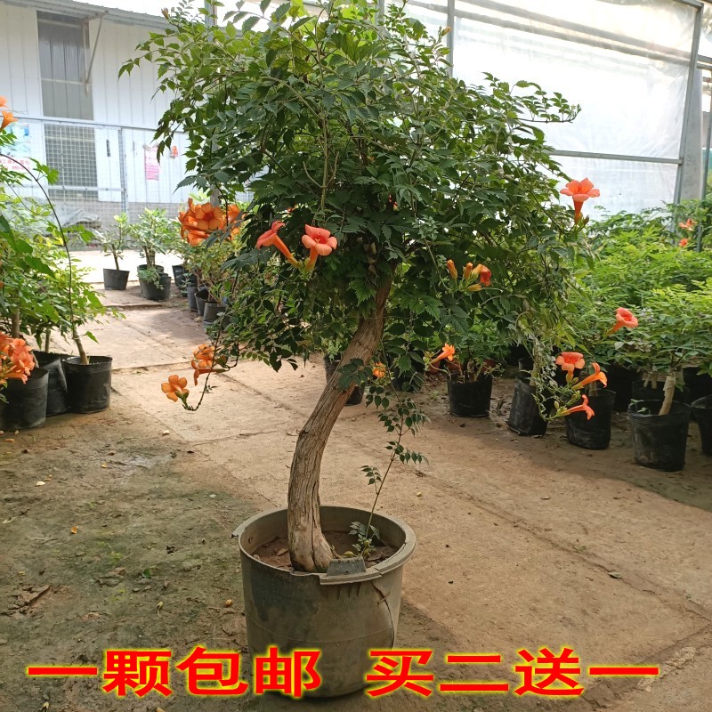 中华凌霄花苗爬藤植物攀援花卉阳台庭院多季开花盆栽炮仗花喇叭花