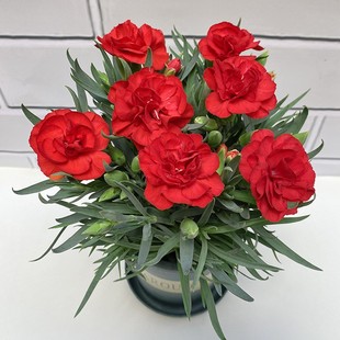 重瓣康乃馨鲜花盆栽带花苞石竹花苗室内阳台客厅庭院植物四季花卉