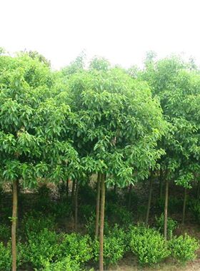 香樟树苗大小叶香樟木树庭院植物四季常青驱蚊树绿化苗木花卉盆栽